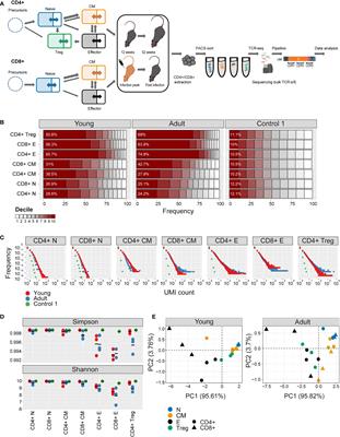 A hierarchy of selection pressures determines the organization of the T cell receptor repertoire